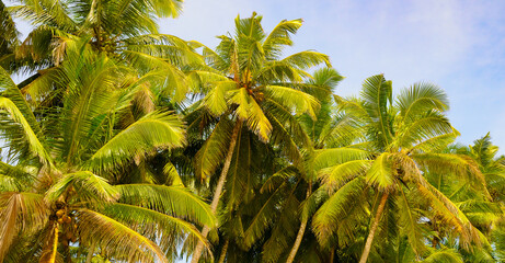 Lush tropical palm trees with coconuts and blue sky. Wide photo. - 794161361
