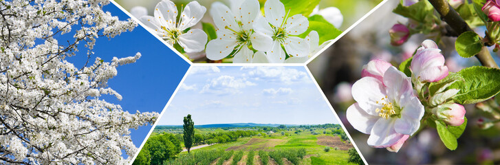 Spring flowering of fruit trees. Collage. ​