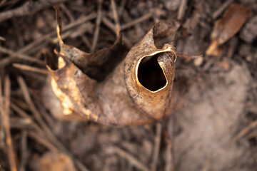 Closeup of a brown curled leaf with hole on natural forest ground top down view