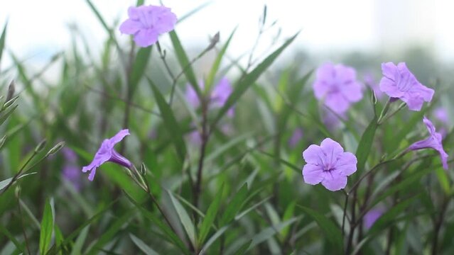 Flowers of purple color or Ruellia simplex sway in the wind.