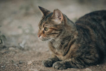 Portrait of Aegean Stray gray cat lying outdoors in Greece - 794166503