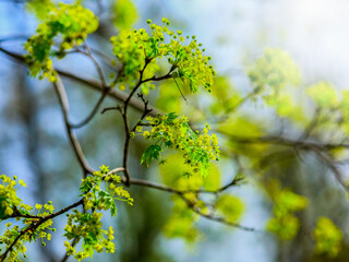 Wiosna. Kwitnienie drzew. - obrazy, fototapety, plakaty