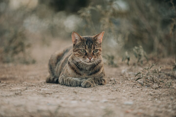 Portrait of Aegean Stray gray cat lying outdoors in Greece - 794167919