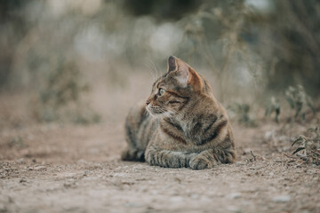 Portrait of Aegean Stray gray cat lying outdoors in Greece