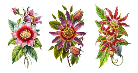 Sey of Passion Flowers watercolor painting. Vector colorful illustrations isolated on transparent background. Floral design for greeting card, invitation, wall art. - obrazy, fototapety, plakaty