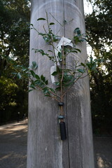 Atsuta Shrine Nagoya Aichi Japan March 2024 熱田神宮