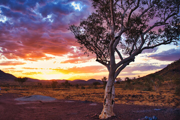 Vivid sunset with a lone tree in the foreground and an impressive cloudscape,  in the outback hills of the Pilbara region, Western Australia
