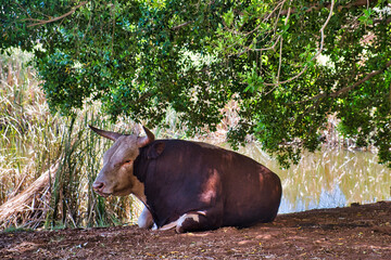 Large bull rests in the shade of a tree on the shore of a small lake