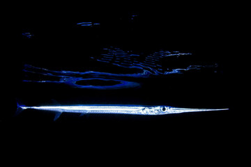 Pez aguja por la noche reflejado en la superficie del mar
