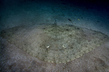 Mantelina sobre la arena del fondo del mar