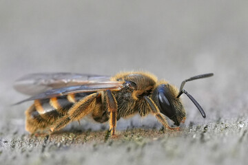 Closeup on a Common furrow bee, Lasioglossum calceatum sitting on wood