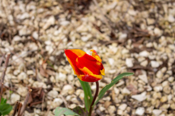 Fresh tulips in warm sunlight