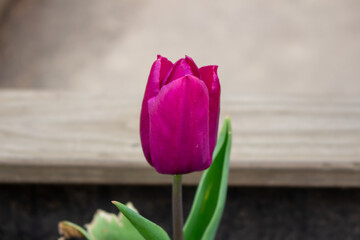 Fresh tulips in warm sunlight