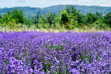 Close up of lavender in bloom, Sale San Giovanni, Piedmont, Italy