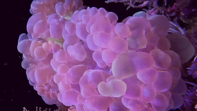 Plerogyra sinuosa &ndash; Corail bulle