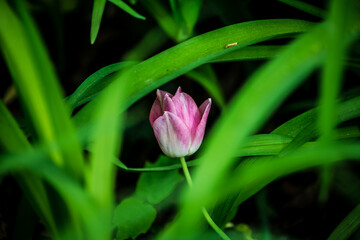 Eine pinke Tulpe waschend zwischen grünen Blättern