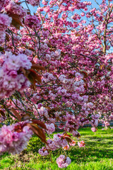 Abundant Pink Blossoms Background 4