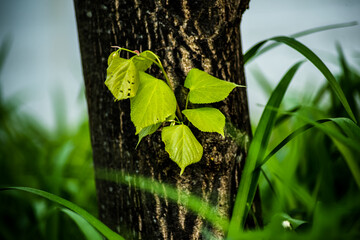 Grüne Blätter wachsen aus einem Baum heraus