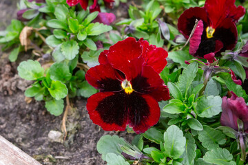 Colorful wild pansies glow in the soft morning light - Viola tricolor