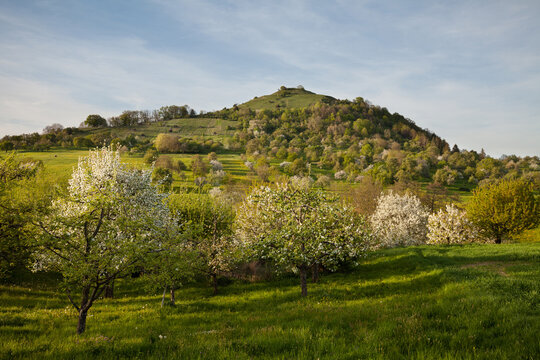 Spring blossom orchards on the Limburg at Weilheim an der Teck, Swabian Alb.