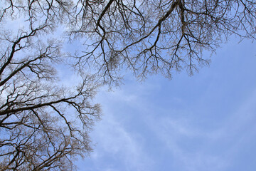 Leafless tree branches silhouette. Natural tree branches silhouette on a blue background. Trees silhouettes on blue sky. Nature background. Leafless tree branches with sky. Copy space