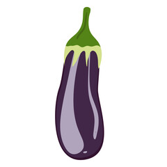 Fresh eggplant vegetable, vector flat design