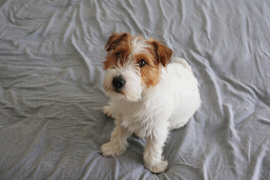 Super cute wire haired Jack Russel terrier puppy on a bed with gray linens. Close up, copy space, background.