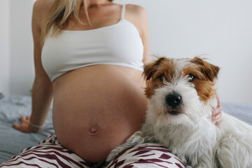 Adorable scene of furry jack russell terrier on pregnant woman's lap, sensing and listening to a...