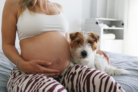 Adorable scene of furry jack russell terrier on pregnant woman's lap, sensing and listening to a baby inside her tummy. Close up.