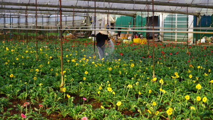 person working in greenhouse with flowers