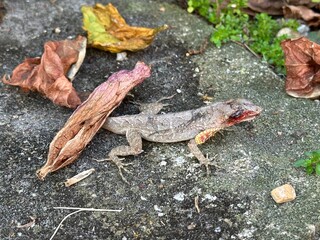 A brown anole lizard, with an injured face and dewlap, stands very still on a cement pad beneath a hibiscus bush, surrounded by fallen hibiscus blooms on the ground.
