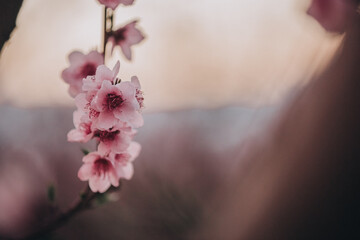 Close-up image of blooming peach branch in Greece. Beautiful pink peach flowers in bloom at sunset in spring - 794193590