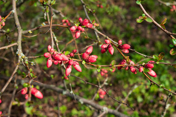 Flowering chenomeles californica in the botanical garden, red flowers, Japanese quince
