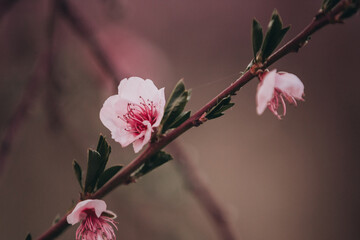 Close-up image of blooming peach branch in Greece. Beautiful pink peach flowers in bloom at sunset in spring - 794194543