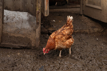free range red brown chicken hen on wet ground on organic farm