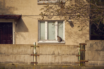 kot na parapecie  © Marcin Łazarczyk