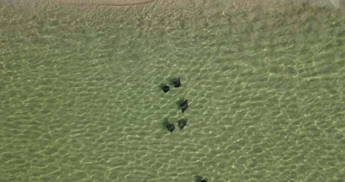 Stingrays swimming near shore coastline