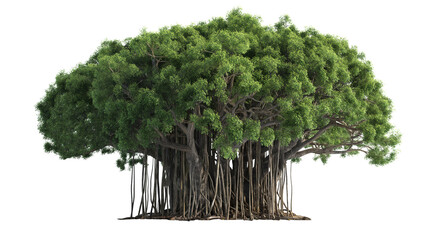 Obraz premium Banyan tree PNG transparent background, green lush with aerial roots, Generative Ai 