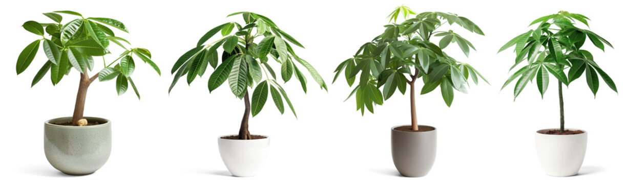 Pachira aquatica,  Money tree, houseplant, PNG with transparent background, no background collection set, Generative Ai