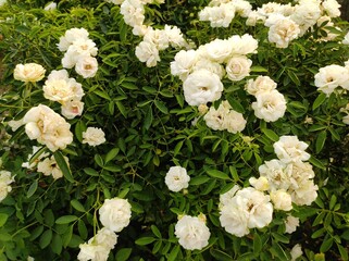 white rose flowers background