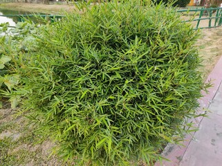 Afrocarpus Gracilior plant in the garden