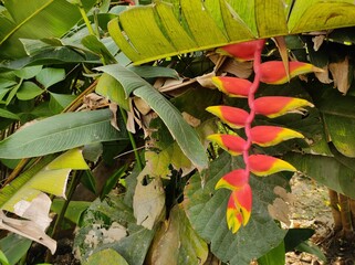 Heliconia rostrata, hanging lobster plant