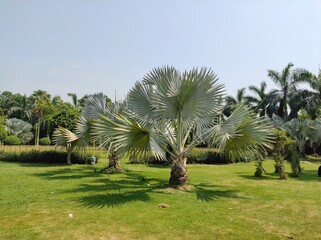 palm trees in the park