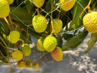 Lychee fruits on the tree