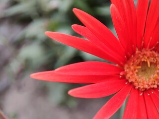 red gerebra flower
