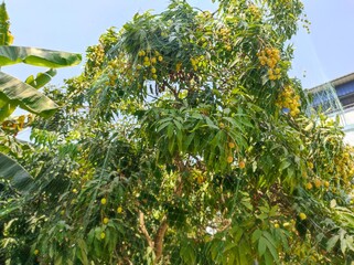 Lychee fruits on the tree