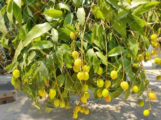 Lychee fruits on the tree