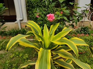 green and yellow leaf plant in the garden