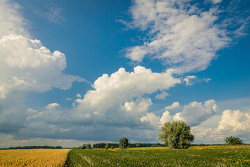 Gorgeous sky with cumulus clouds over summer agricultural field. Beautiful tranquil scenery.
