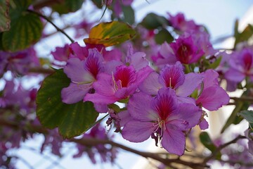 Orchid tree, or Bauhinia variegata pink flowers